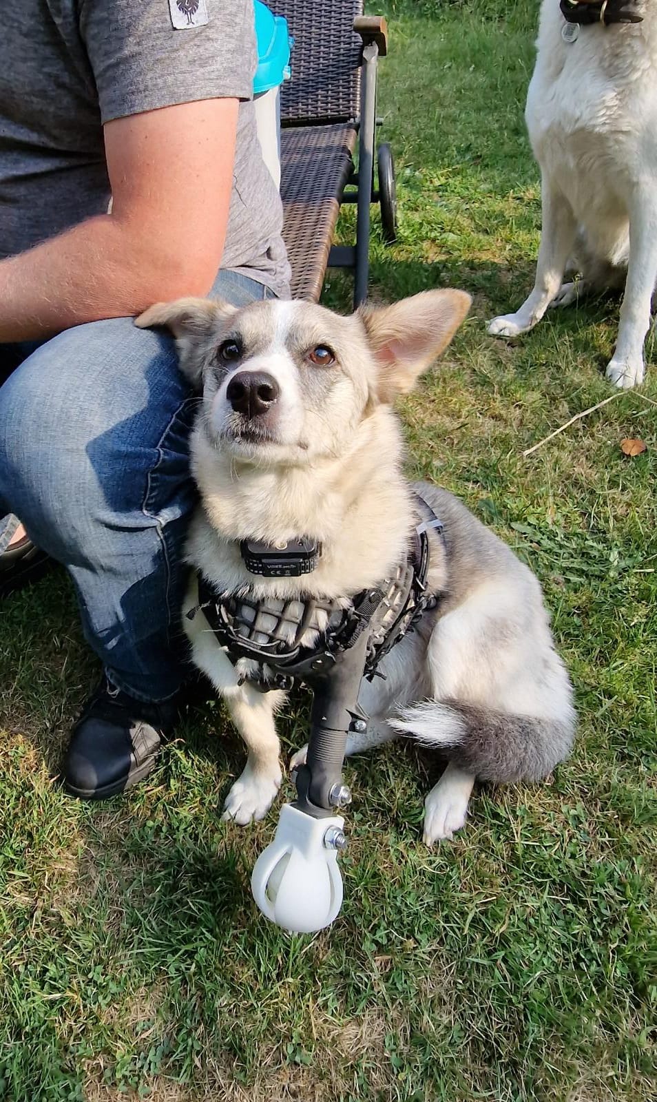 Was ist der Unterschied zwischen Orthese, Bandage und Prothese? amfox.de